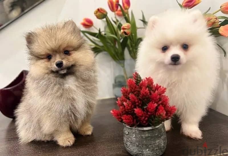 Pomer,anian puppies for sale 1