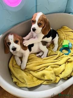 Whatsapp me (+407 2516 6661) Beagle Puppies