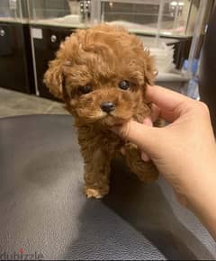 Male Poo,dle puppy for sale . . WhatsApp ‪+1484,718‑9164‬