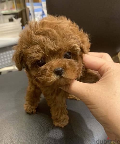Male Poo,dle puppy for sale . . WHATSAPP :‪ +1 (484),718‑9164‬ ‬ 1