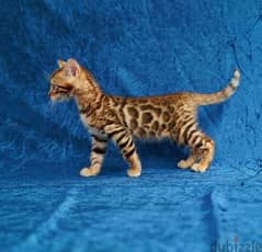 Bengal for sale . . WHATSAPP :‪ +1 (484),718‑9164‬ ‬