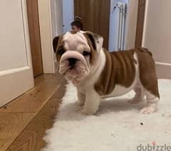 Whatsapp me (+420 7978 90369) English Bulldog Puppies
