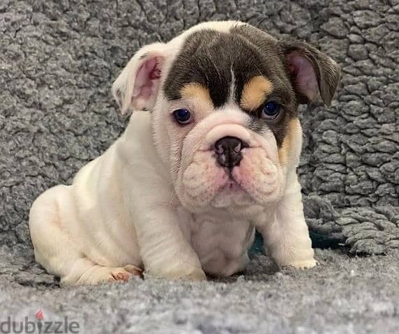 Whatsapp me (+420 7978 90369) English Bulldog Puppies 1