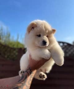 Whatsapp me (+966 57867 9674) Chow Chow Puppies