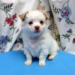 Whatsapp Me (+966 58899 3320) Chihuahua Puppies