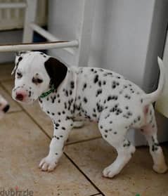 Whatsapp me (+46 7361 69177 ) Dalmatian Puppies 0