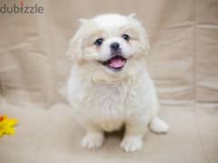 Whatsapp me (+46 7361 69177) Pekingese Puppies