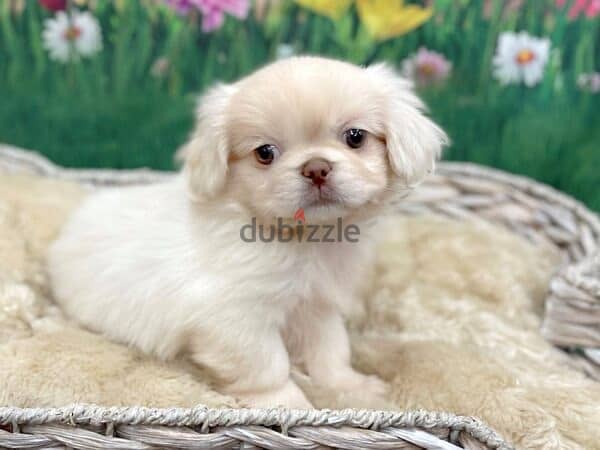 Whatsapp me (+46 7361 69177) Pekingese Puppies 1