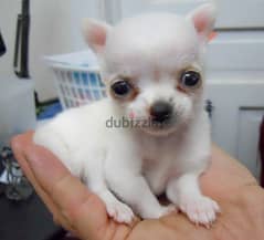 Whatsapp me (+966 57867 9674) Chihuahua Puppies 0