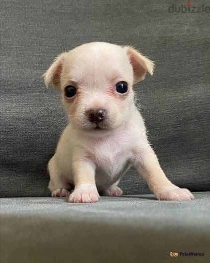 Whatsapp me (+966 57867 9674) Chihuahua Puppies 1