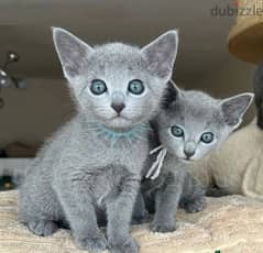 Whatsapp me (+420 7978 90369) Rus-sian Blue Cats 0