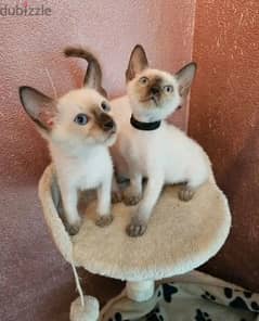 Whatsapp me (+372 5639 0026) Siamese Cats 0