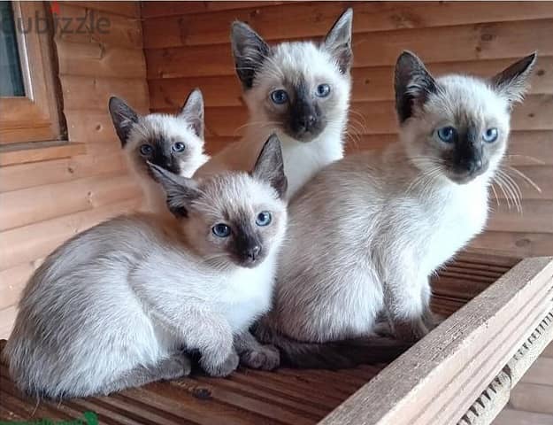 Whatsapp me (+372 5639 0026) Siamese Cats 1