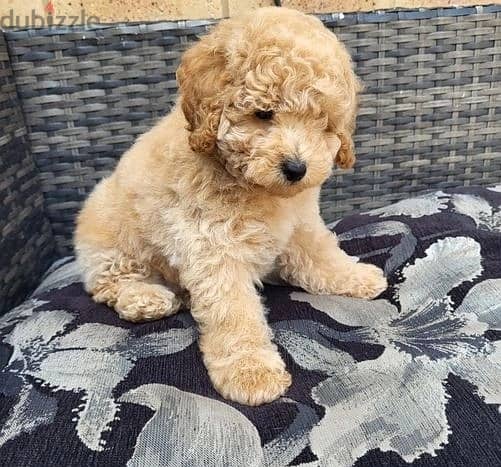 Whatsapp me (+972 55339 0294)Toy Poodle Puppies 1