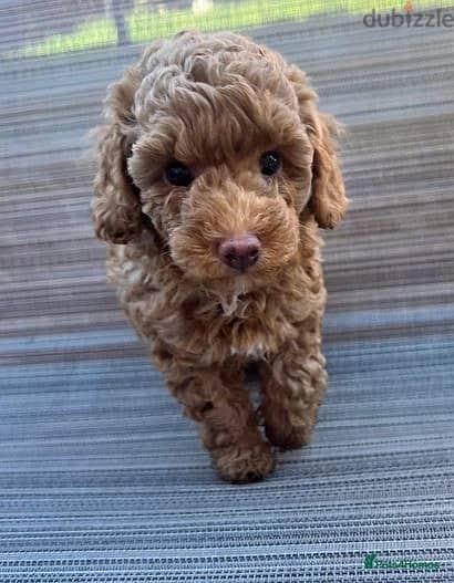 Whatsapp me (+46 7361 69177) Toy Poodle Puppies 1