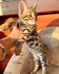 Savannah cat sale olx