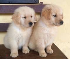 Golden Puppy for sale 0
