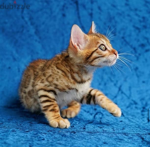 Bengal for sale. WHATSAPP:‪ +1 (484),718‑9164‬ 0