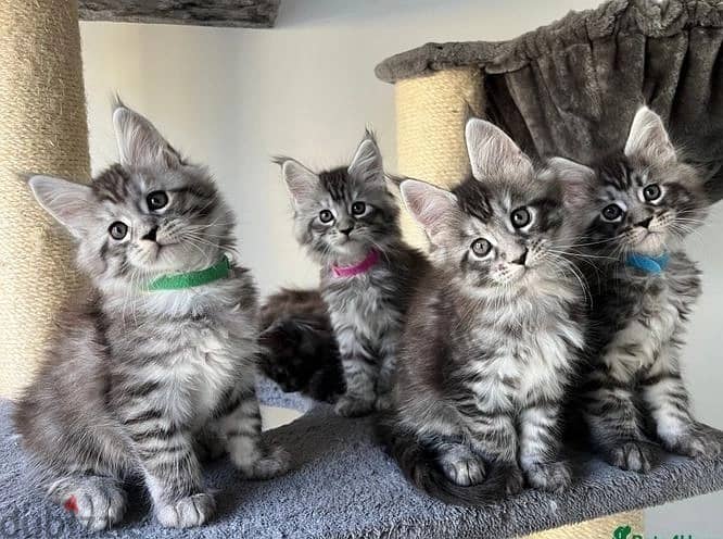 Whatsapp me (+972 55339 0294) Maine Coon Cats 0