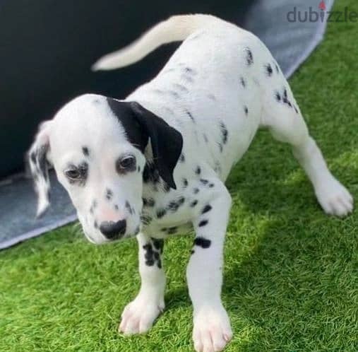 Whatsapp me (+972 55339 0294) Dalmatian Puppies 1