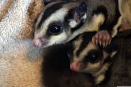 Sugar Glider (Male And Female 3months Old baby)