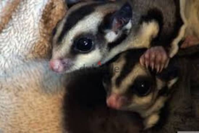 Sugar glider store male and female