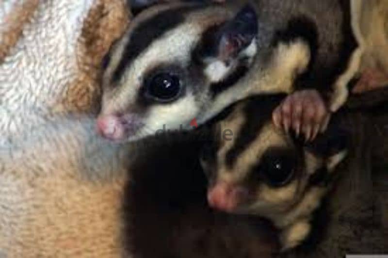 Sugar Glider (Male And Female 3months Old baby) 0