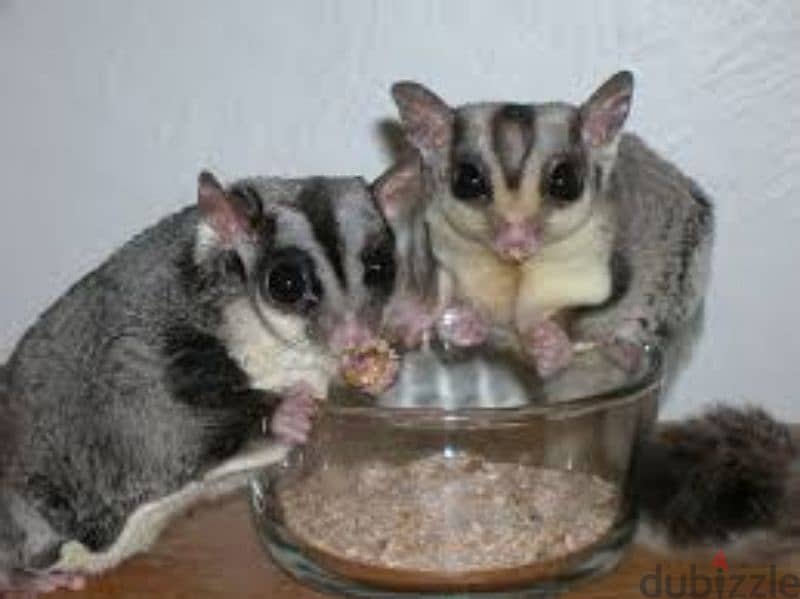 Sugar Glider (Male And Female 3months Old baby) 1