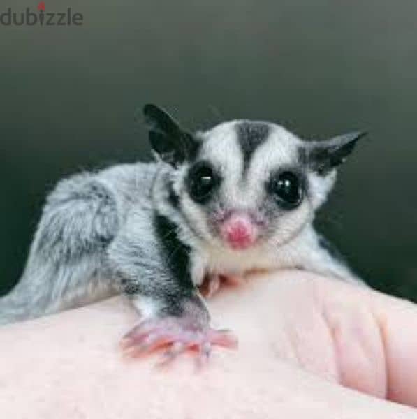 Sugar Glider (Male And Female 3months Old baby) 2