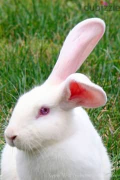 Female Rabbit for sale