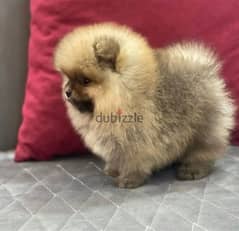 Male Pomer,anian for sale