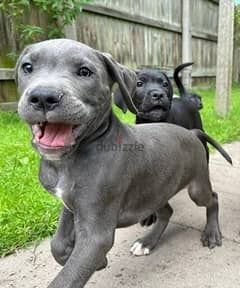 Whatsapp me (+966 57867 9674) Cane Corso Puppies