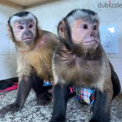 Capuchin Monkey Available// whatsapp +971 55 254 3679
