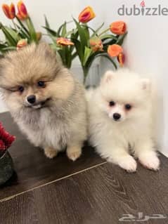 Male and female Poms