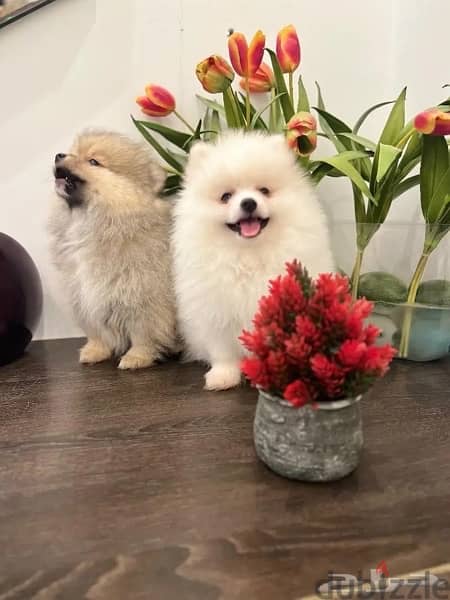 Male and female Poms 1