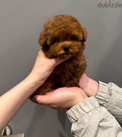 Female Pood,le puppy for sale . . WhatsApp: +1(484,)-718‑9164‬