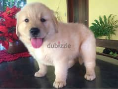 Golden Retrie,ver puppy for sale