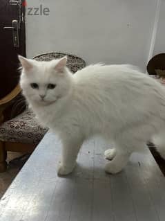 persian pure white cat 6 months male