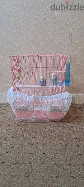 2 love bird WITH CAGE @ 7. KD. CALL 60713907. 0