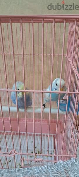 2 love bird WITH CAGE @ 7. KD. CALL 60713907. 1