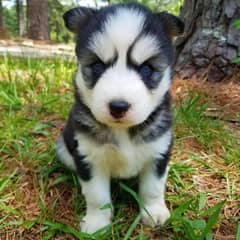 Siberian Husky puppy// whatsapp +971 552543679