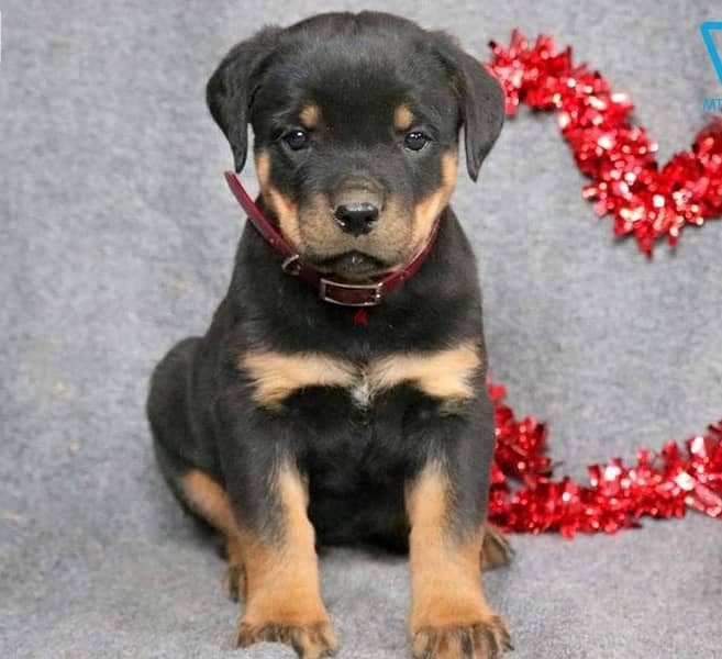 Whatsapp me (+966 57867 9674) Rottweiler Puppies 1