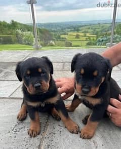 Whatsapp me (+966 57867 9674) Rottweiler Puppies