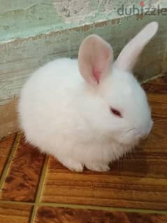 cute rabbit Bunny's