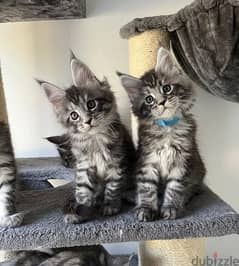 Whatsapp me (+467 0018 7972) Maine Coon Cats