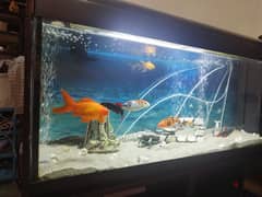 FISH  BIG AQUARIUM FOR SALE WITH FISH AND ACCESSORIES + EXT FILTTER