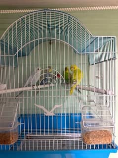 4 love birds with cage