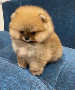 Cream male Pomer,anian for sale 0