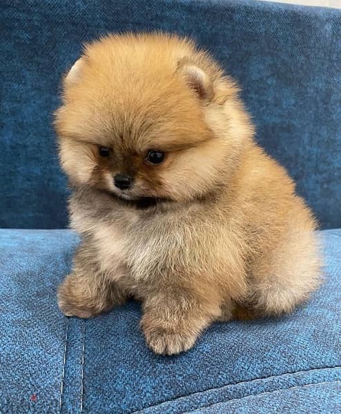 Cream male Pomer,anian for sale 1