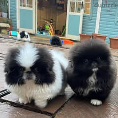 Pekingese puppies Avalable// Whatsapp +971552543679